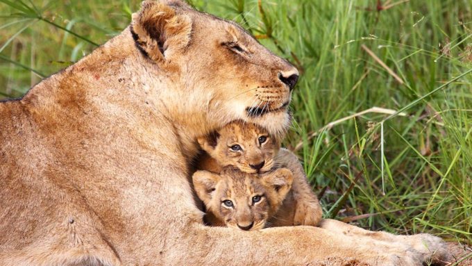 Наибольшая численность живущих в естественных условиях львов сохраняется в Танзании / Фото: bbc.co.uk