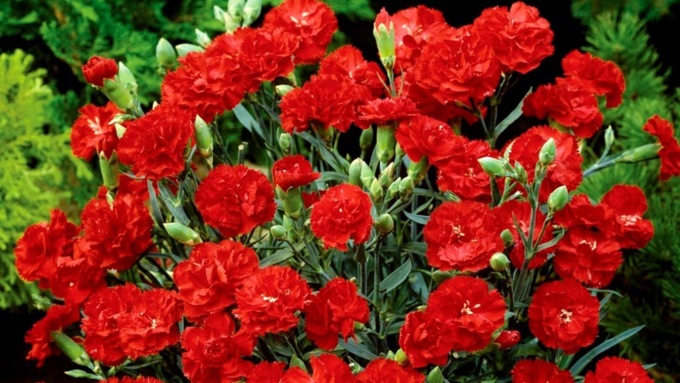 Барнаулец решил украсть для своей девушки розы, а украл гвоздики / Фото: 2.bp.blogspot.com