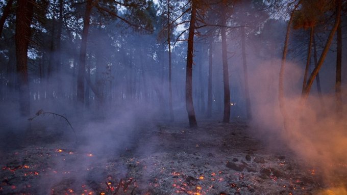 Площадь лесных пожаров, пройденная огнем в 2019 году, сопоставима с 2018 годом / Фото: militaryarms.ru