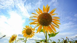 Подсолнухи /Фото: Екатерина Смолихина / Amic.ru