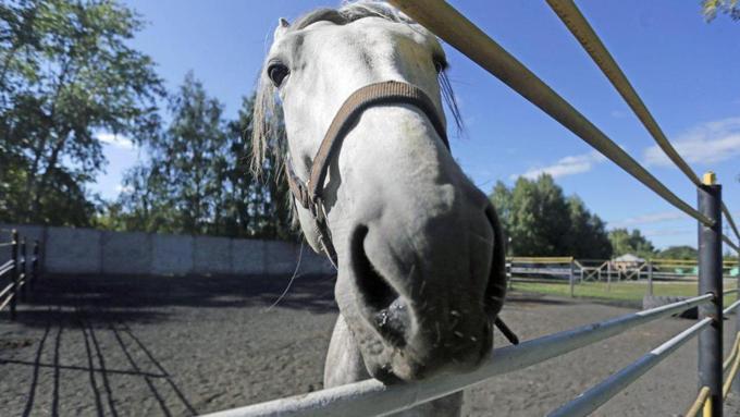 Барнаульский ипподром / Фото: Екатерина Смолихина / Amic.ru