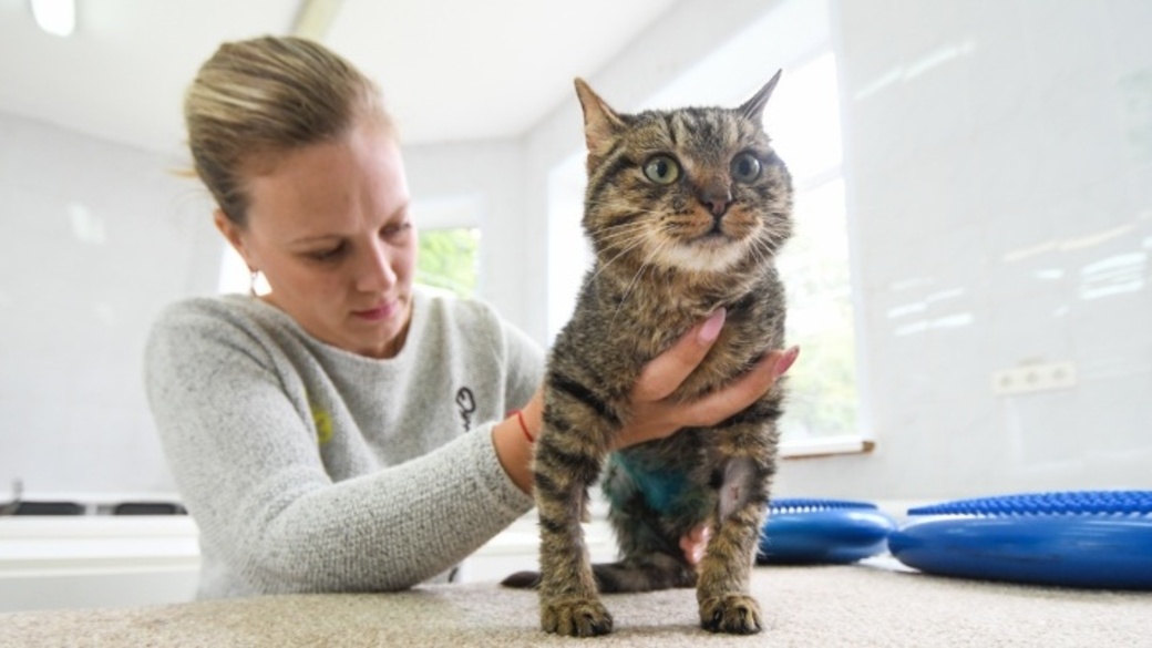 Котов тренинги. Кот Дальнобой. Дальнобойщик спас котенка. Кот на тренинге. Кот с ЛИПТОНОМ.