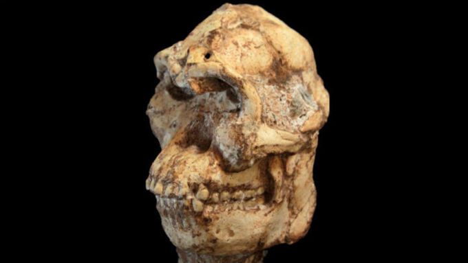 Череп австралопитека / Фото: из архива Amic.ru