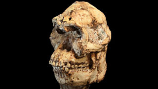 Череп австралопитека / Фото: из архива Amic.ru
