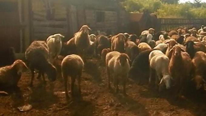 Овцы в алтайском селе / Фото: 22.мвд.рф