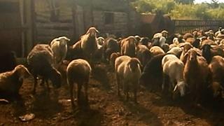 Овцы в алтайском селе / Фото: 22.мвд.рф