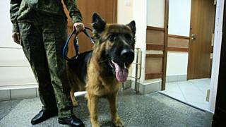 Шерон Стоун / Фото: Amic.ru