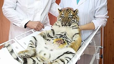 Тигренка из барнаульского зоопарка прооперировали