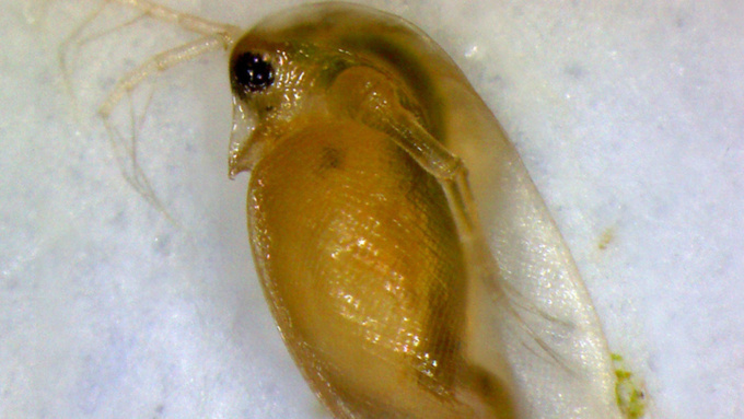 Дафния под микроскопом / Фото: N4o – собственная работа, CC BY-SA 4.0 / wikimedia.org