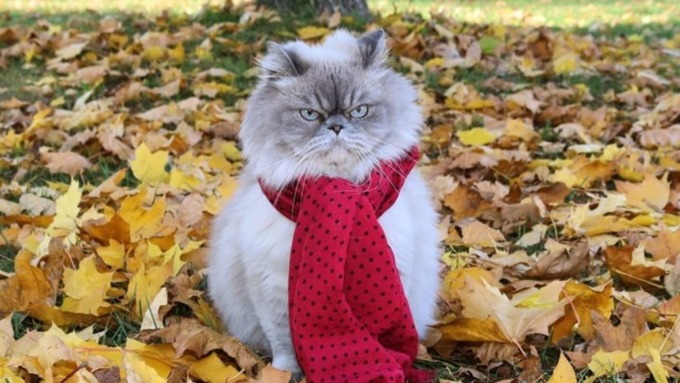 Кошки, которым под силу изменить настроение человека / Фото: pets.mail.ru