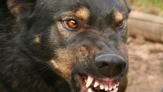 Злая собака / Фото: golos.ua