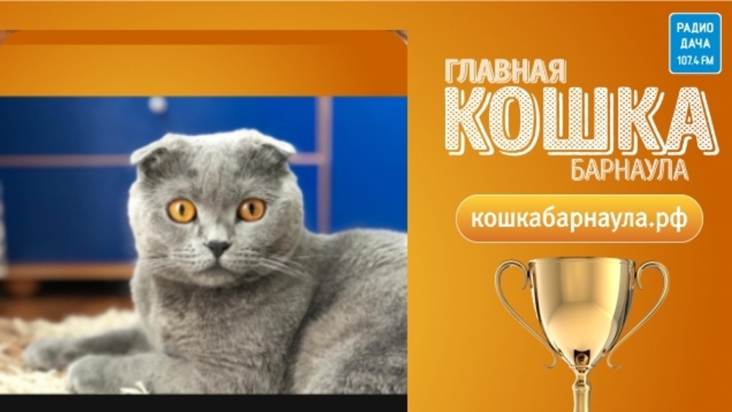 Выставка кошек в барнауле 2023. Выставка кошек в барнауле 2022. Выставка кошек в барнауле 2023. Выставка кошек в орле 2021 в модусе. Выставка кошек баннер.