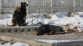 Бродячие собаки / Фото: Екатерина Смолихина / amic.ru