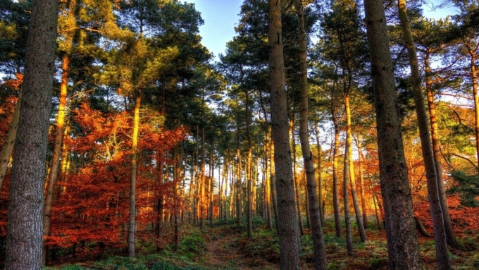 Осенний сосновый лес ждет своих гостей / Фото: look.com.ua