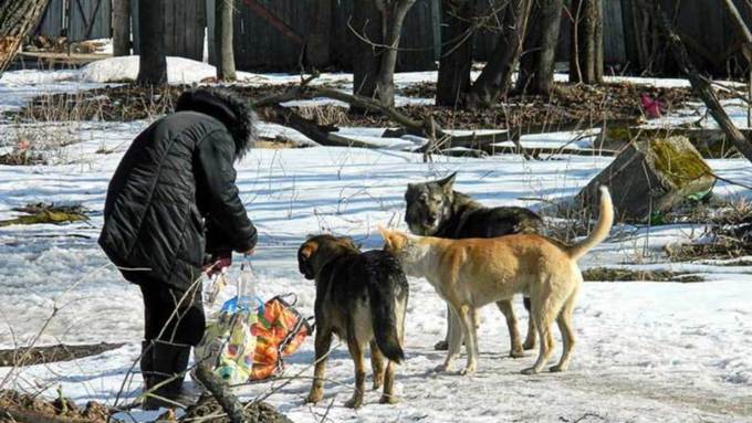 Собаки считают своей территорию, где они получают еду / Фото: vestitlt.net