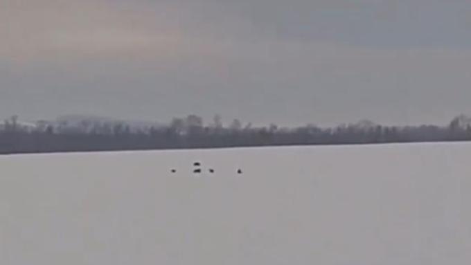 Большая стая волков пробегает недалеко от села / Фото: кадр из видео