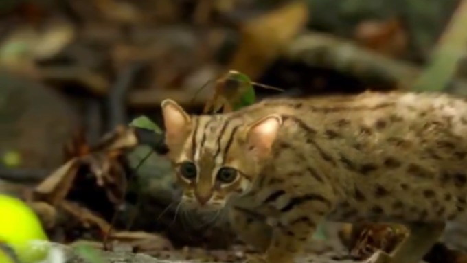Вымирающая "ржавая кошка" / Фото: кадр из видео