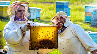 Чтобы пчелы не болели, на Алтае придумали электронный сервис / Фото: photocentra.ru