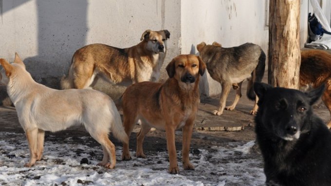 Ловец собак уже знаком с каменскими бродячими животными / Фото: Sm-news.ru