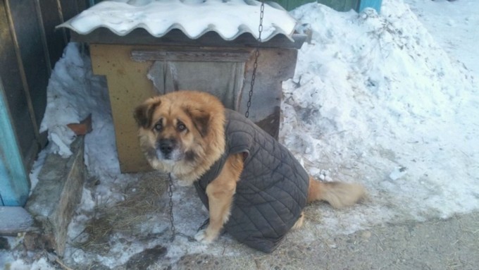 В морозные дни придется или сидеть дома, или тепло одеваться / Фото: pikabu.ru