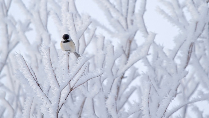 В одиночестве любой мороз холоднее / Фото: wallpaperscave.ru