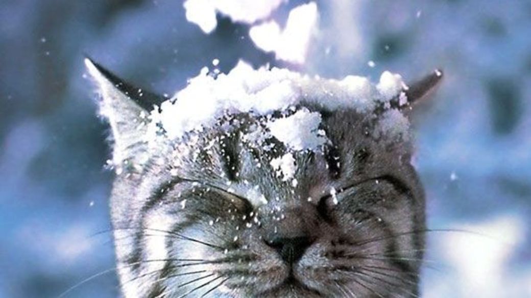 Зимние аватарки с котиками