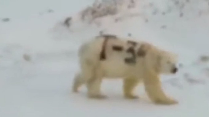 Медведь идет как танк / Фото: кадр из видео