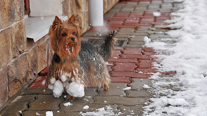Будет самый лучший снег для лепки снеговиков / Фото: my-biewer.ru