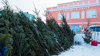 Елочные базары в Барнауле / Фото: Екатерина Смолихина