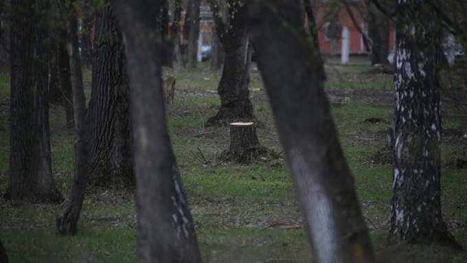 Барнаульские парки продолжают вырубать / Фото: amic.ru / Екатерина Смолихина
