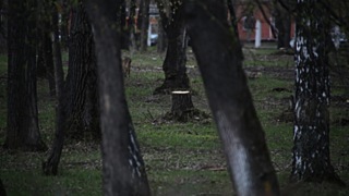 Барнаульские парки продолжают вырубать / Фото: amic.ru / Екатерина Смолихина