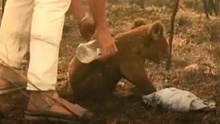 Раненая коала. Фото: скрин с видео Associated Press