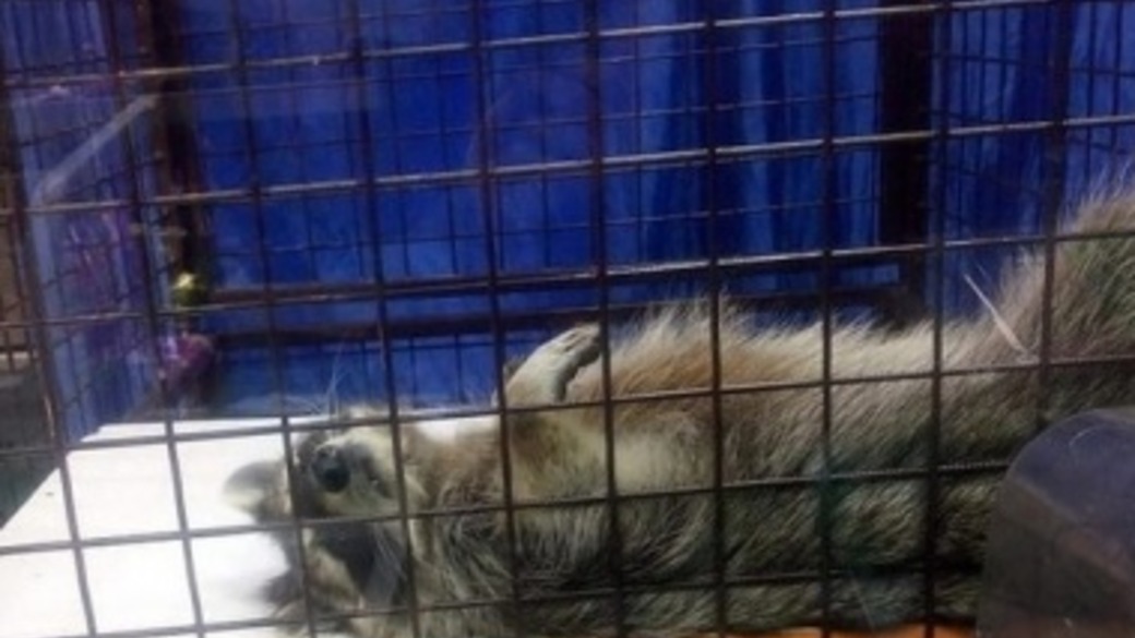 Фото: Соцсети