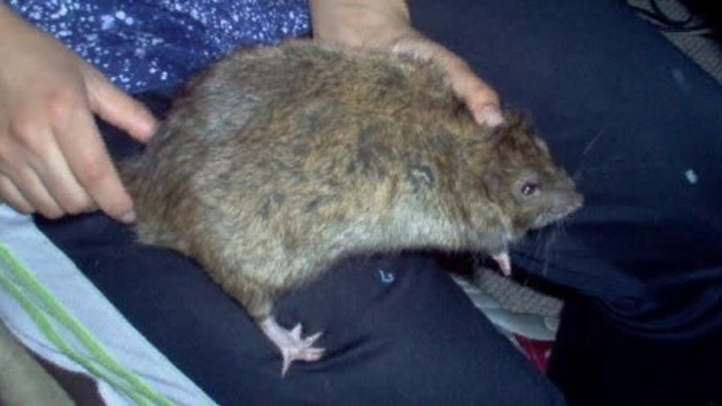 Жир мыши. Большая толстая мышь. Упитанная крыса. Толстый мышонок.