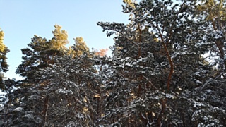 Алтайский лес / Фото: Александра Черданцева / amic.ru 
