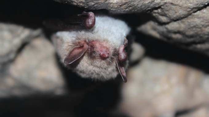 Летучая мышь в Большой Ханхаринской пещере / Фото: Светлана Агафонова / tigirek.ru
