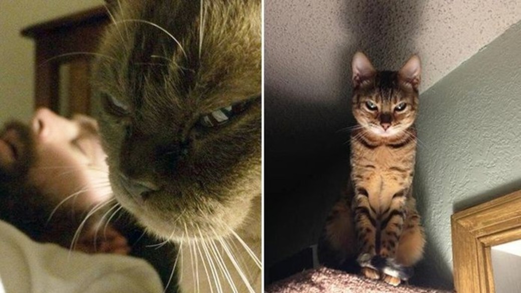 Осуждающий котик. Кот с серьезным лицом. Подозрительный кот. Кот осуждает взглядом. Кот осуждает взглядом.