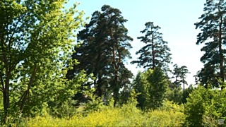 Сосновый бор в Заречье / Фото: скриншот из видео