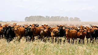 Стадо коров / Фото: pixabay.com