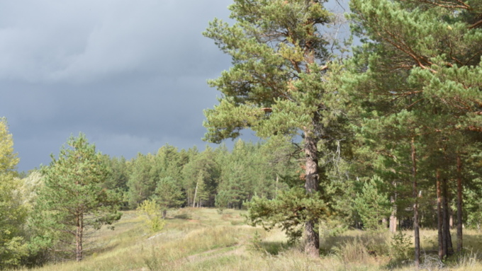 Лес / Фото: К. Причиненко, amic.ru