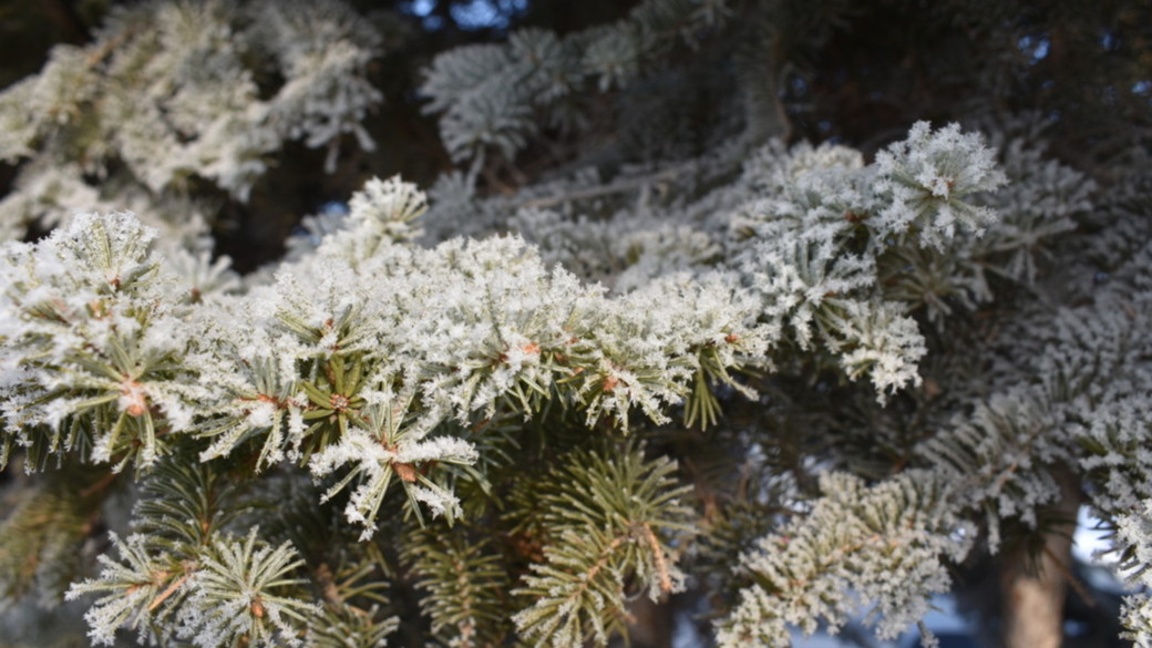 Мороз / Фото: Константин Причиненко / amic.ru  