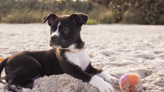 Собака на пляже / Иллюстрация: pixabay.com