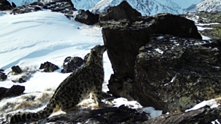 Снежный барс / Фото: пресс-служба Алтае-Саянского отделения WWF