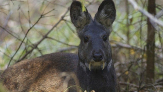 Кабарга / Фото: из архива amic.ru