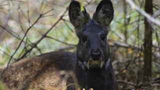 Кабарга / Фото: из архива amic.ru