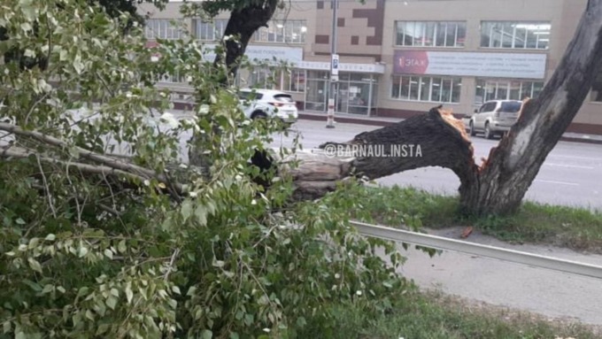 Мощный ветер повалил деревья / Фото: instagram.com/barnaul.insta
