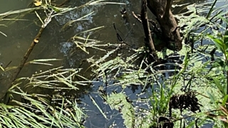 Фото с места обнаружения останков предоставлены источником amic.ru