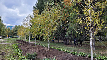 500 деревьев посадят в Барнауле