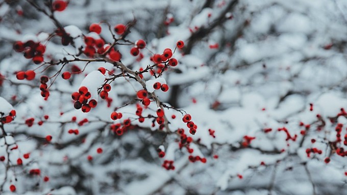 Снег / Фото: pexels.com