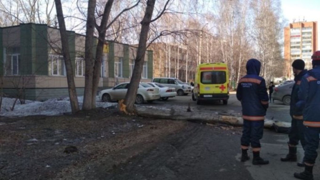 В Барнауле будут судить чиновника после смертельного падения дерева на мужчину